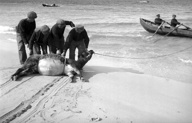 [Bringing cattle to the Steamer from Inisheer, Co. Galway.] - UCD ...